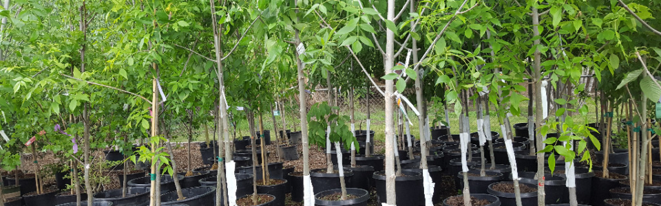 trees
