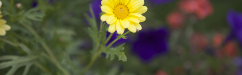 flowers2