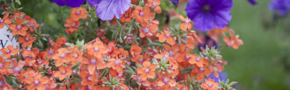 flowers3
