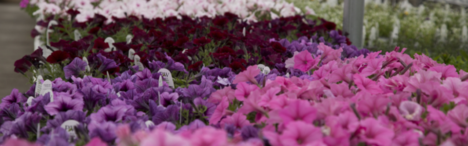 flowers4