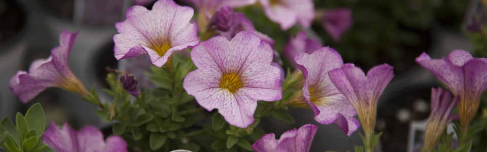 flowers5