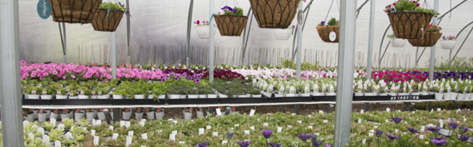 flowers7
