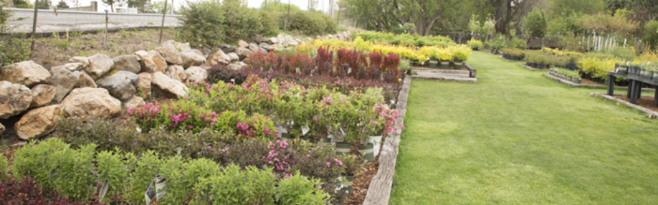 shrubs3