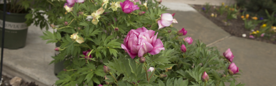shrubs4