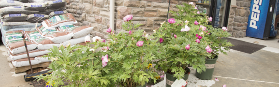 shrubs5