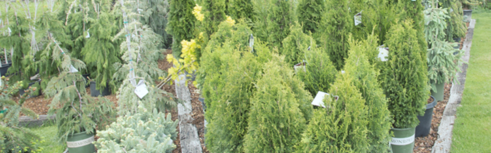 shrubs6