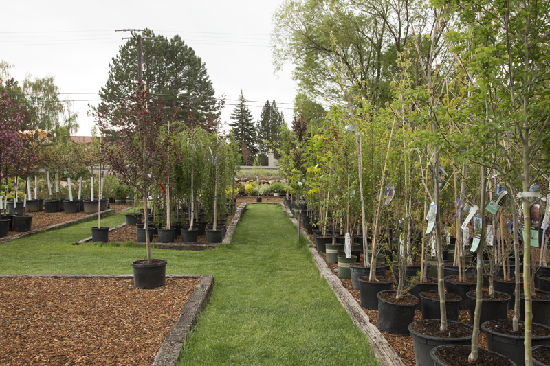 trees1