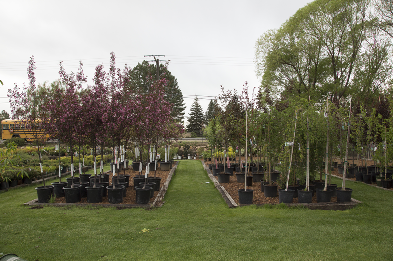 trees2