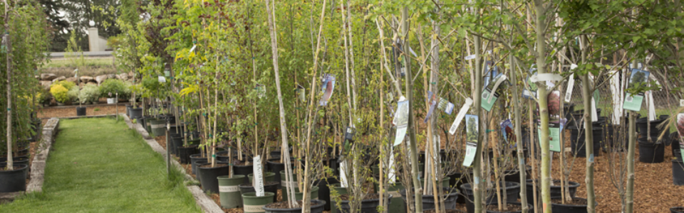 trees3