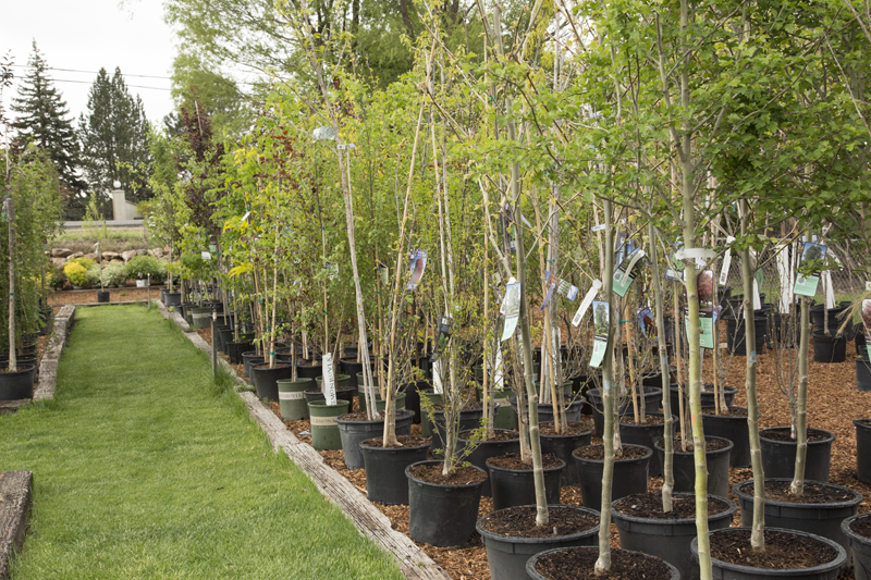 trees3