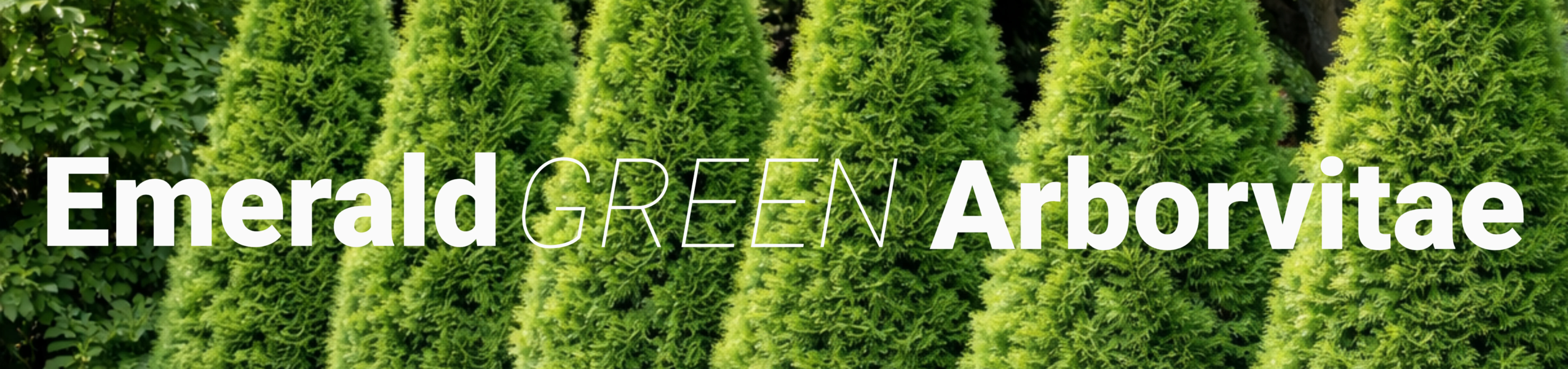Emerald Green (1)