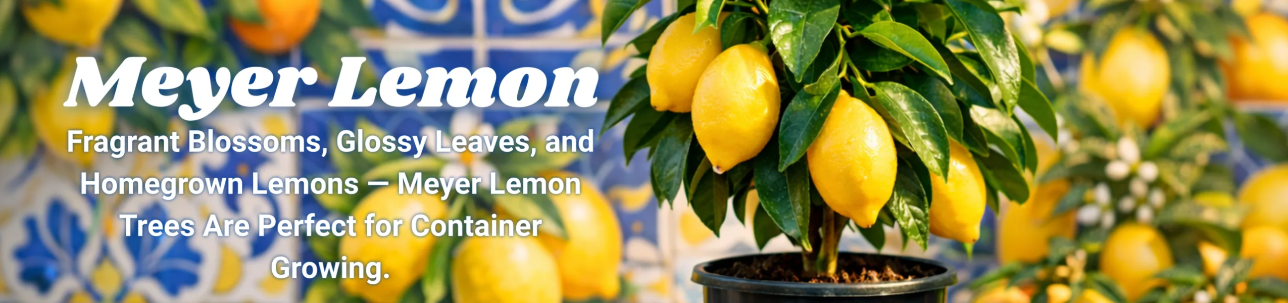 Meyer Lemon