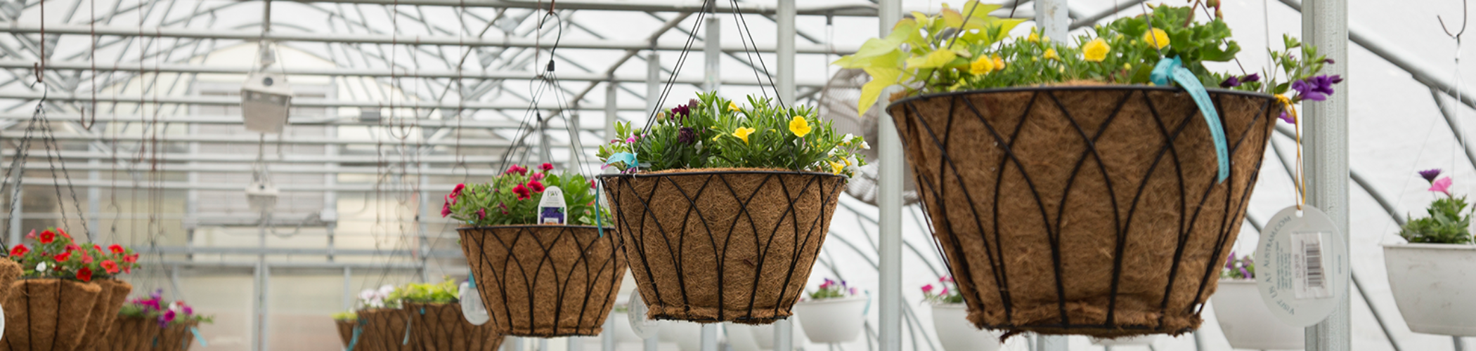 hanging-baskets