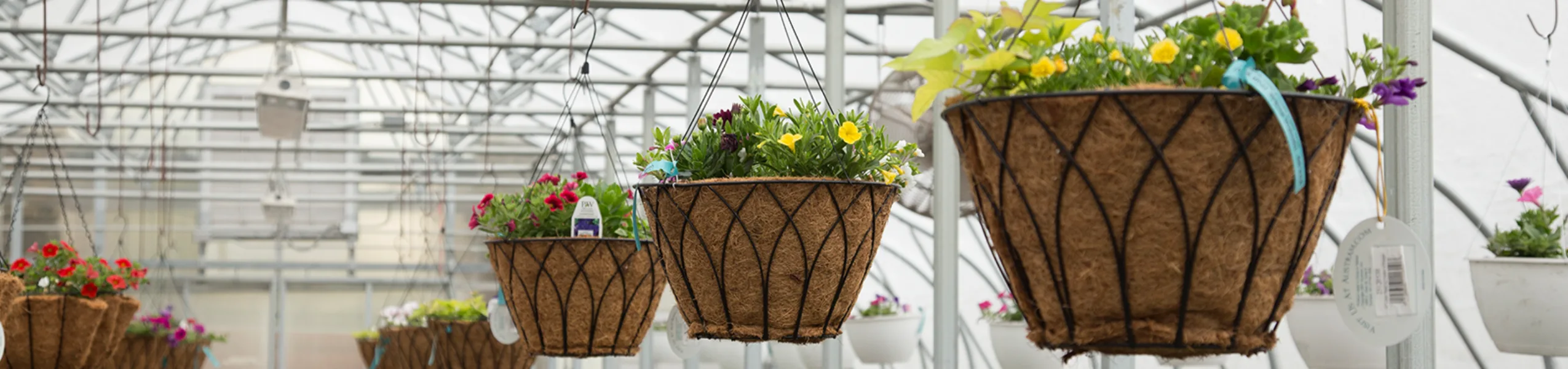 hanging-baskets