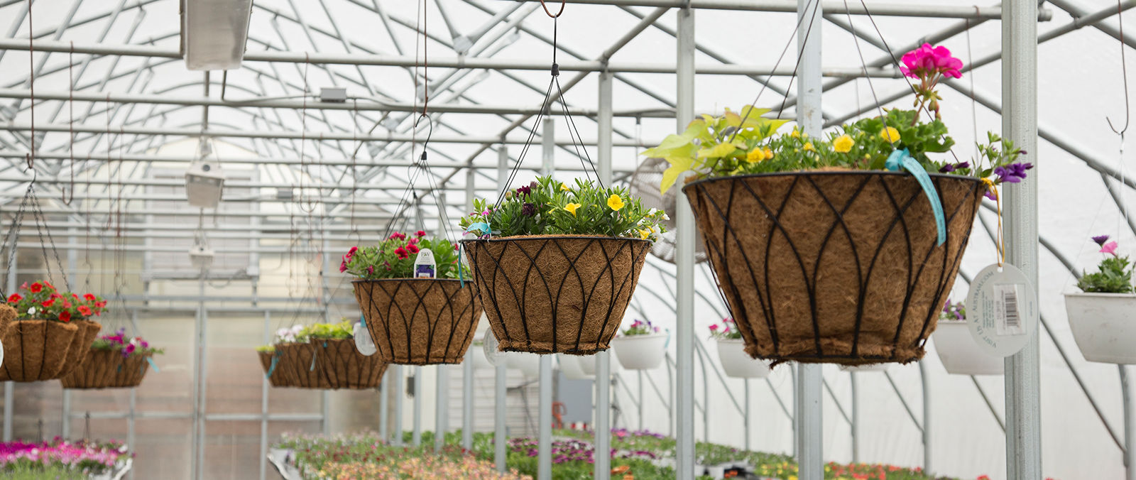 hanging-baskets