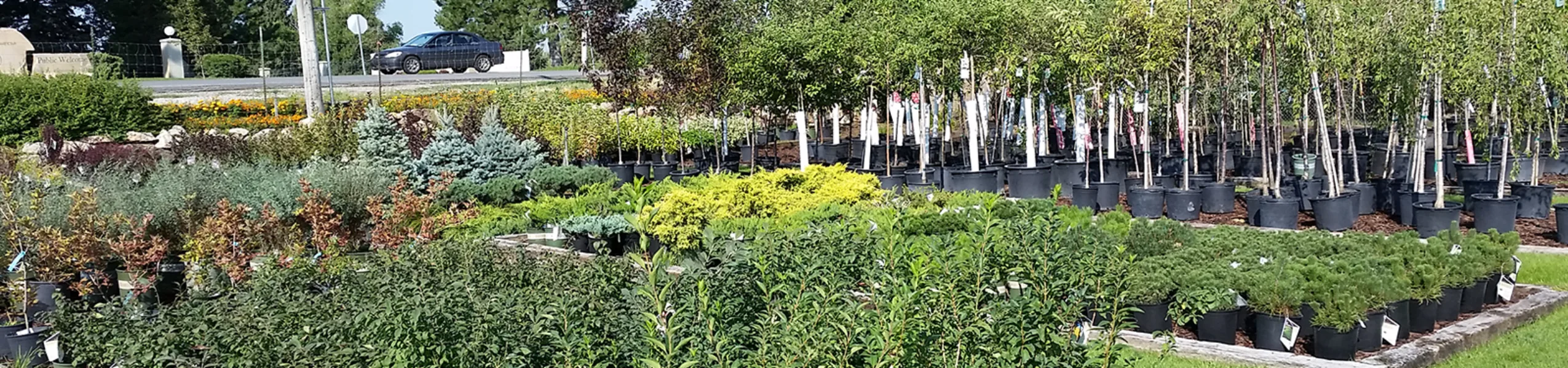 shrubs-and-trees