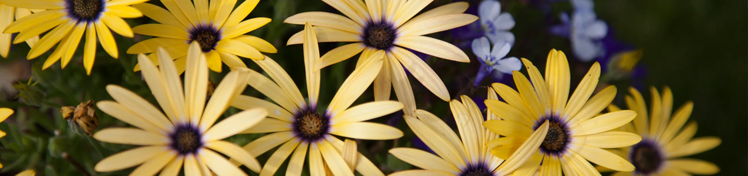 yellow-flowers